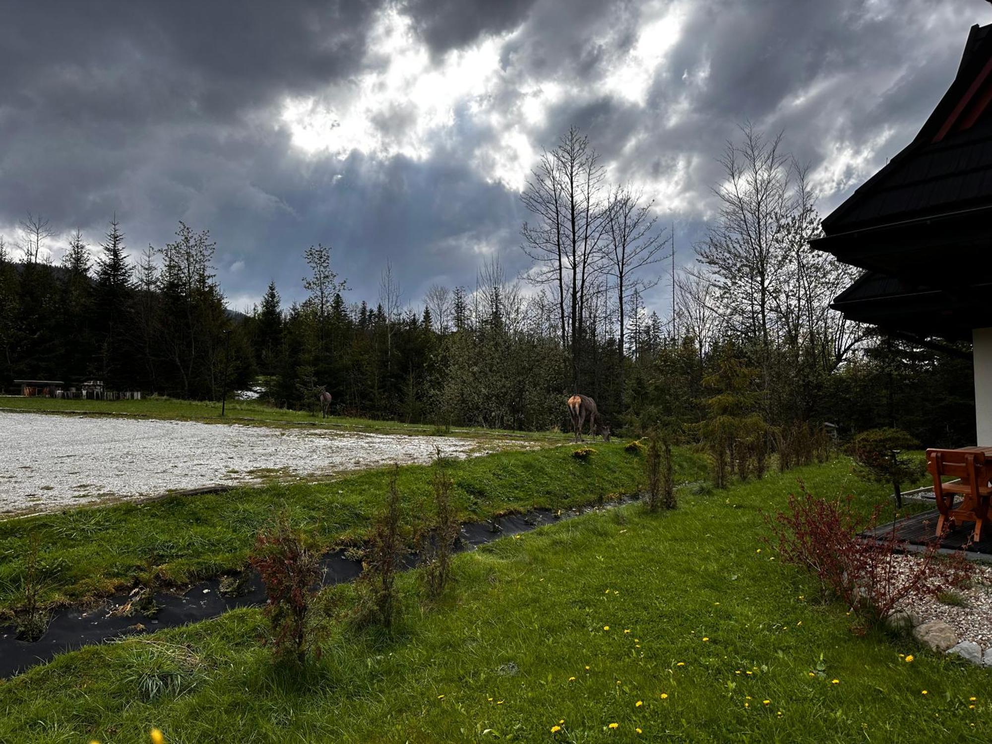 Apartamenty Willa Nika Zakopane Exteriér fotografie